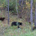 Mother Bear & Cubs
 /   